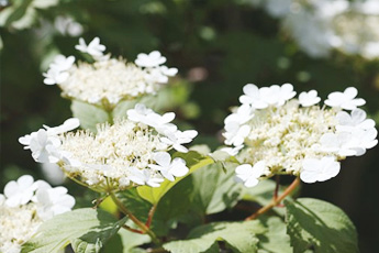 Калина обыкновенная - aptechka.org