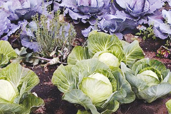 Капуста белокачанная, или огородная - aptechka.org