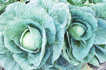 Капуста белокачанная, или огородная - aptechka.org