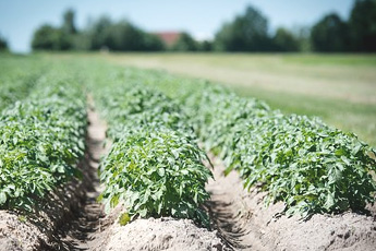 Картофель - aptechka.org