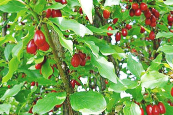 Кизил - aptechka.org