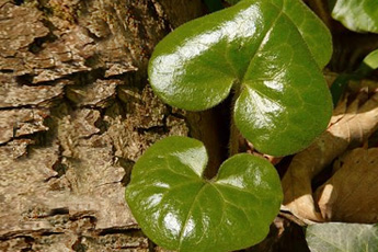 Копытень европейский - aptechka.org