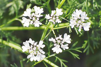 Кориандр посевной - aptechka.org