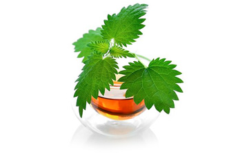 Крапива двудомная - aptechka.org