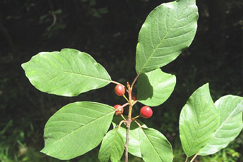 Крушина ломкая или ольховидная - aptechka.org