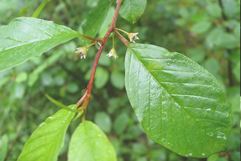 Крушина ломкая или ольховидная - aptechka.org