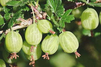 Крыжовник культурный, или европейский - aptechka.org