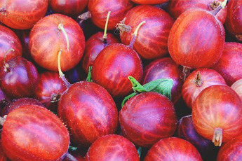 Крыжовник культурный, или европейский - aptechka.org