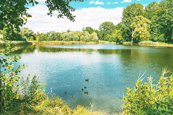 Лекарственные кусты и деревья вокруг нас - aptechka.org