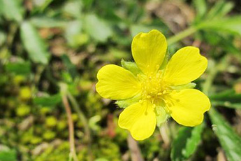 Лапчатка прямостоячая - aptechka.org