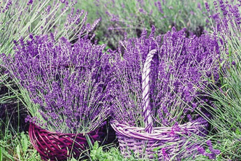 Лаванда колосовидная - aptechka.org