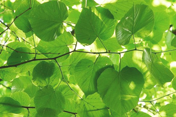 Липа сердцевидная, или мелколистная - aptechka.org