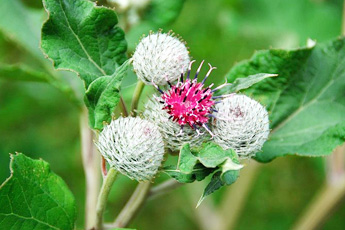 Лопух большой - aptechka.org