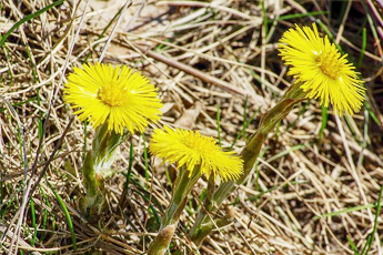 Мать-и-мачеха - aptechka.org