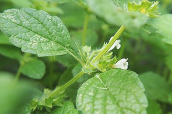 Мелисса лекарственная, или мята лимонная - aptechka.org