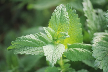 Мелисса лекарственная, или мята лимонная - aptechka.org
