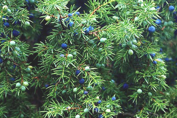 Можжевельник обыкновенный - aptechka.org