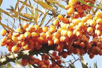 Облепиха крушиновидная - aptechka.org