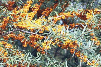 Облепиха крушиновидная - aptechka.org