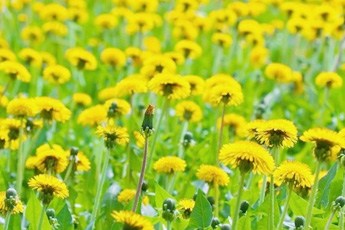 Одуванчик лекарственный - aptechka.org