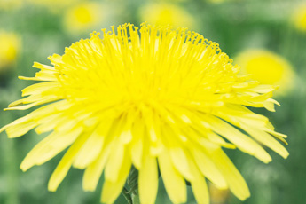 Одуванчик лекарственный - aptechka.org