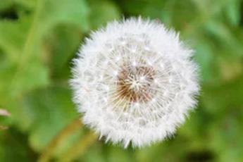 Одуванчик лекарственный - aptechka.org