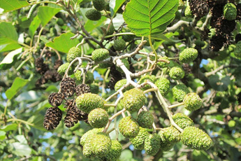 Ольха серая - aptechka.org