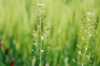 Пастушья сумка - aptechka.org