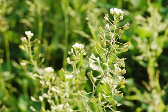 Пастушья сумка - aptechka.org