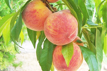 Персик обыкновенный - aptechka.org