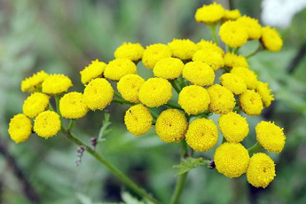 Пижма обыкновенная - aptechka.org