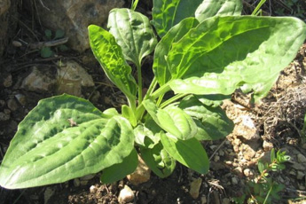 Подорожник большой - aptechka.org