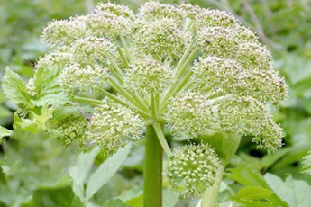 Рецепты приготовления блюд из дягиля лекарственного - aptechka.org