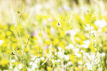 Донник лекарственный - aptechka.org