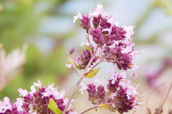 Душица обыкновенная - aptechka.org