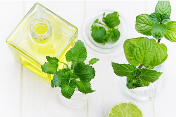 Мята перечная - aptechka.org