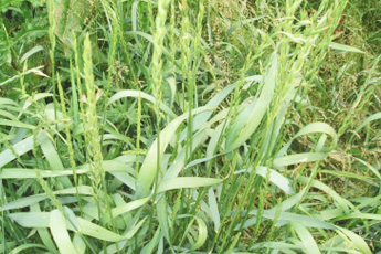 Пырей ползучий - aptechka.org