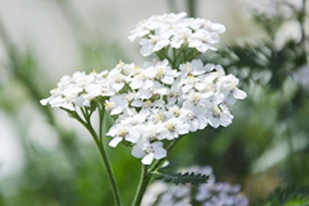 Тысячелистник обыкновенный - aptechka.org