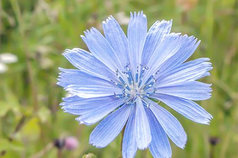 Цикорий дикий - aptechka.org