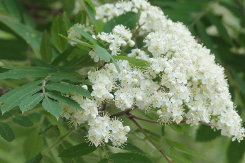 Рябина обыкновенная - aptechka.org