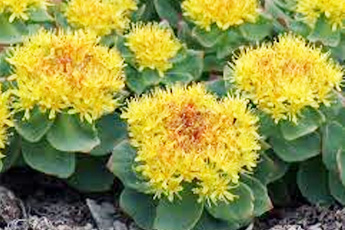 Родиола розовая - aptechka.org