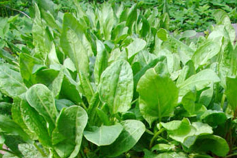 Щавель конский - aptechka.org