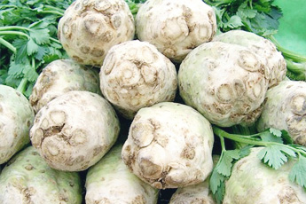 Сельдерей пахучий - aptechka.org