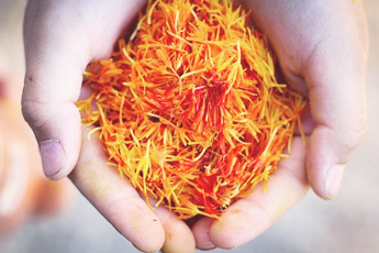 Шафран посевной, или крокус посевной - aptechka.org