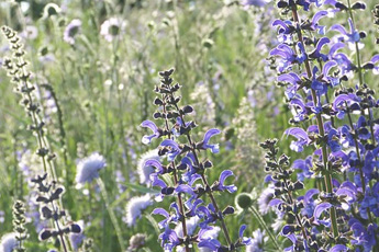 Шалфей лекарственный - aptechka.org