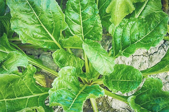 Шпинат огородный - aptechka.org