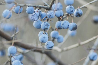 Трен - aptechka.org