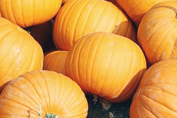 Тыква обыкновенная - aptechka.org