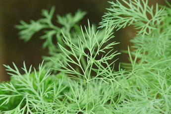 Укроп огородный, или пахучий - aptechka.org