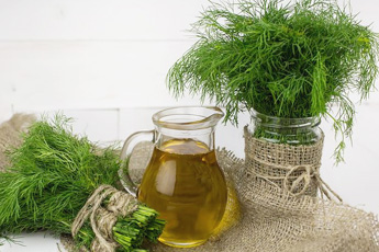 Укроп огородный, или пахучий - aptechka.org